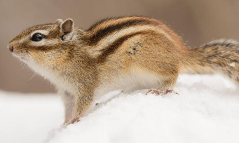 湖南肆叁壹壹貳陸商貿有限公司輪播圖1